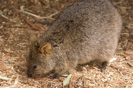 simsearch:400-04455504,k - a quokka (small australian marsupial) forages amongst dry undergrowth Stock Photo - Budget Royalty-Free & Subscription, Code: 400-04951750