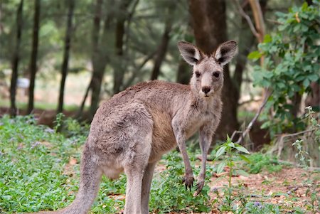 an image of an small eastern grey kangaroo in the wild Fotografie stock - Microstock e Abbonamento, Codice: 400-04951763