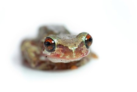 bleating tree frog looking goofy with its big red eyes looking at the camera Photographie de stock - Aubaine LD & Abonnement, Code: 400-04951894