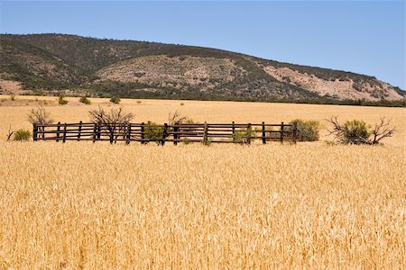 corral in wheat field Stock Photo - Budget Royalty-Free & Subscription, Code: 400-04951902