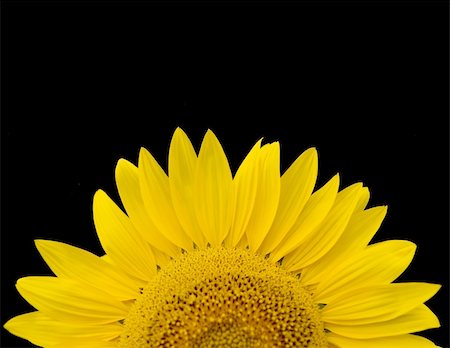 simsearch:400-04751722,k - sunflower over black Stock Photo - Budget Royalty-Free & Subscription, Code: 400-04952137