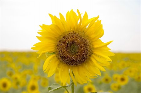 simsearch:400-04751722,k - sunflower in the sun Stock Photo - Budget Royalty-Free & Subscription, Code: 400-04952138