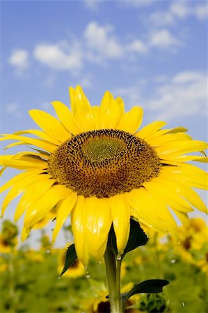 simsearch:400-04751722,k - sunflower in the sun Stock Photo - Budget Royalty-Free & Subscription, Code: 400-04952140