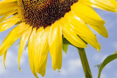 simsearch:400-04751722,k - sunflower in the sun Stock Photo - Budget Royalty-Free & Subscription, Code: 400-04952141