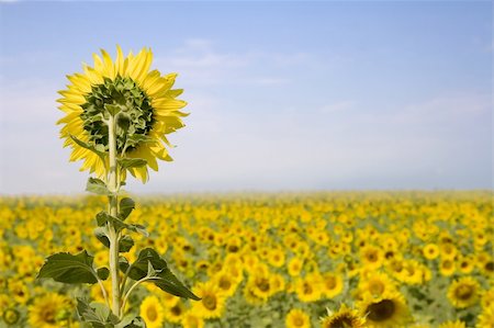 simsearch:400-04751722,k - sunflowers in the sun Stock Photo - Budget Royalty-Free & Subscription, Code: 400-04952142