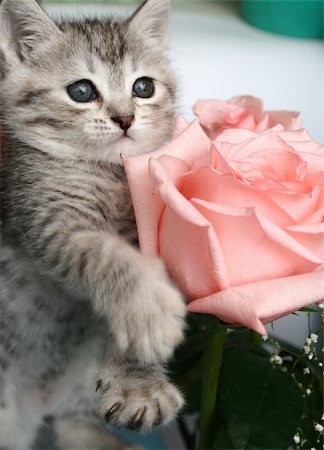 Grey kitten and pink rose Stockbilder - Microstock & Abonnement, Bildnummer: 400-04952397