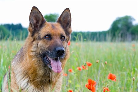 simsearch:400-04446495,k - Germany sheepdog portrait Fotografie stock - Microstock e Abbonamento, Codice: 400-04952424