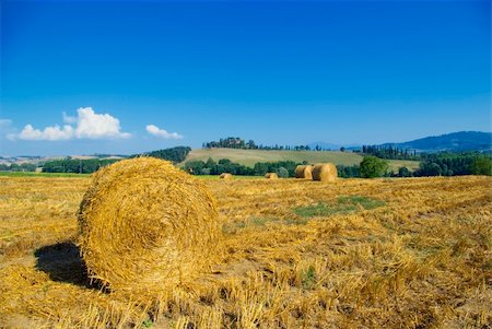 simsearch:400-04952552,k - golden hayfield in a bright blue sky in chianti, tuscany Foto de stock - Royalty-Free Super Valor e Assinatura, Número: 400-04952552