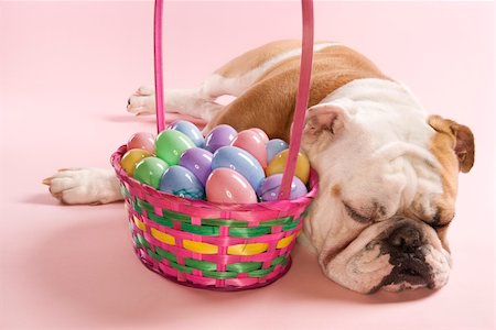 simsearch:700-02671088,k - Close-up of sleeping English Bulldog next to Easter basket on pink background. Photographie de stock - Aubaine LD & Abonnement, Code: 400-04952633