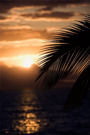 simsearch:400-04006467,k - Palm leaf silhouette against sunset over ocean in Maui, Hawaii, USA. Photographie de stock - Aubaine LD & Abonnement, Code: 400-04952775