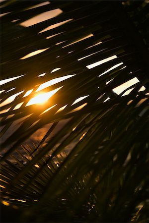 simsearch:400-04006467,k - Palm leaf silhouette against sunset over ocean in Maui, Hawaii, USA. Photographie de stock - Aubaine LD & Abonnement, Code: 400-04952771
