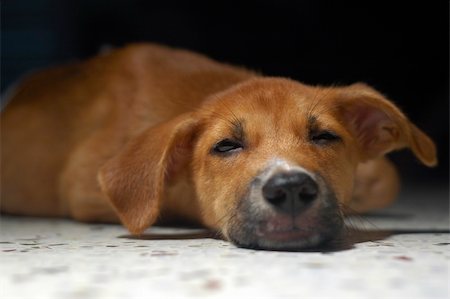 A very tired and exhausted brown puppy sleeping at home Stock Photo - Budget Royalty-Free & Subscription, Code: 400-04952798
