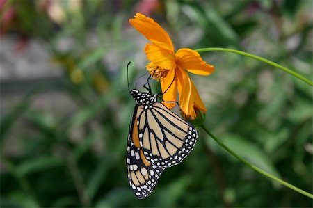 falena - A monarch butterfly sucking from a flower Fotografie stock - Microstock e Abbonamento, Codice: 400-04952828