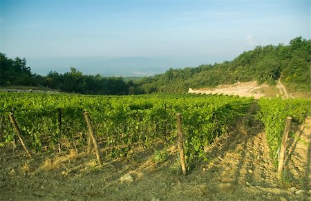 simsearch:862-08090451,k - Fog wraps up some vineyards in chianti, Tuscany Stock Photo - Budget Royalty-Free & Subscription, Code: 400-04952842