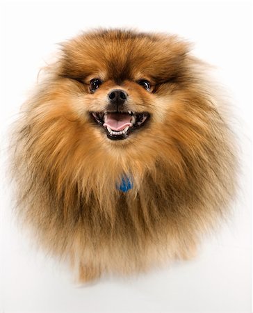 simsearch:400-04951103,k - Pomeranian dog full-length portrait. Stock Photo - Budget Royalty-Free & Subscription, Code: 400-04952974
