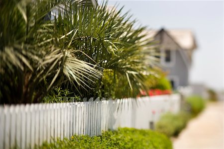 photo picket garden - White picket fence with palms. Foto de stock - Super Valor sin royalties y Suscripción, Código: 400-04953008