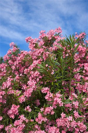 rose bay - Flowering pink Oleander bush against blue sky. Foto de stock - Royalty-Free Super Valor e Assinatura, Número: 400-04953075