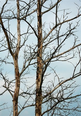 Old dead trees on a background of the blue sky Stock Photo - Budget Royalty-Free & Subscription, Code: 400-04953185