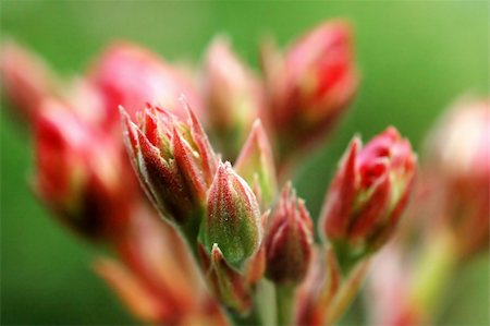 rose bay - Close up of oleander buds with red color Foto de stock - Royalty-Free Super Valor e Assinatura, Número: 400-04953199