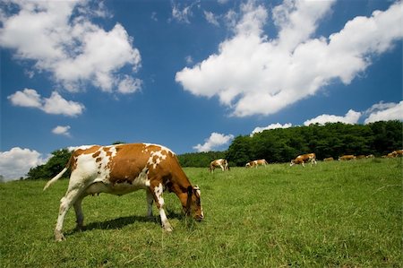 simsearch:400-06142582,k - cows on green summer meadow and beautiful blue sky Stock Photo - Budget Royalty-Free & Subscription, Code: 400-04953219