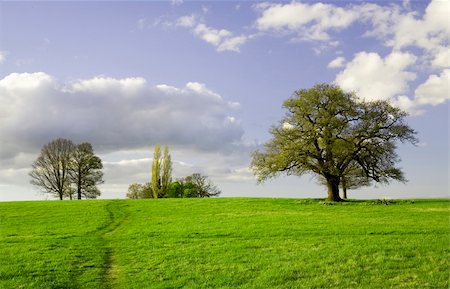 photo of lone tree in the plain - Green field with trees and bright blue sky. Essex, Great Britain Stock Photo - Budget Royalty-Free & Subscription, Code: 400-04953248