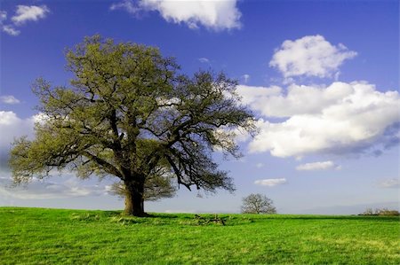 photo of lone tree in the plain - Summer landscape - green field lonely tree and the blue sky Stock Photo - Budget Royalty-Free & Subscription, Code: 400-04953250