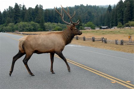 Elk crossing the road Fotografie stock - Microstock e Abbonamento, Codice: 400-04953276