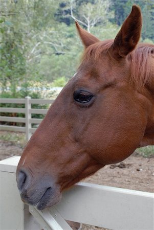 Horse head Fotografie stock - Microstock e Abbonamento, Codice: 400-04953277