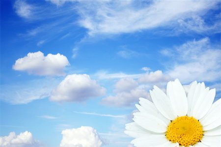 simsearch:400-04432314,k - a macro of a white gerber daisy with water drops in front of the blue sky with clouds Stock Photo - Budget Royalty-Free & Subscription, Code: 400-04953321