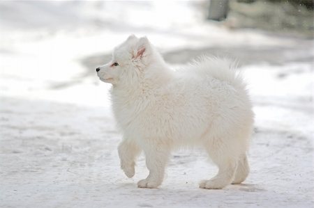 simsearch:400-03931819,k - A lovely Samoyed in white. Stock Photo - Budget Royalty-Free & Subscription, Code: 400-04953396