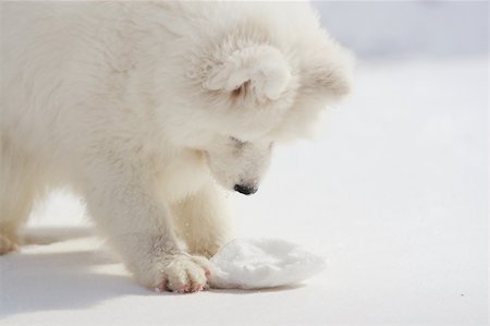 simsearch:400-03931819,k - A lovely Samoyed in white. Fotografie stock - Microstock e Abbonamento, Codice: 400-04953397