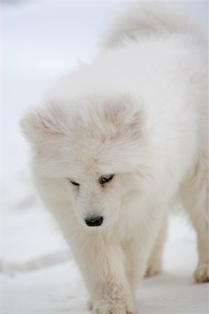 simsearch:400-03931819,k - A lovely Samoyed in white. Fotografie stock - Microstock e Abbonamento, Codice: 400-04953398