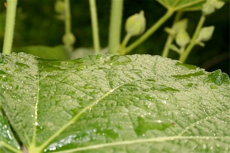 simsearch:400-07169438,k - The green leave with big water drops Stock Photo - Budget Royalty-Free & Subscription, Code: 400-04953644