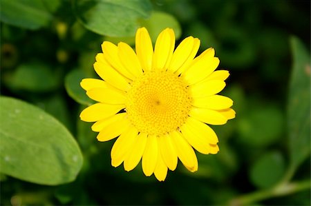 simsearch:400-04432314,k - close up view of small yellow flower Stock Photo - Budget Royalty-Free & Subscription, Code: 400-04953650