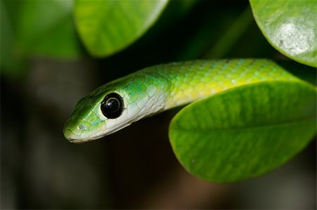 simsearch:400-06645234,k - Close-up portrait of an eastern green snake (Philothamnus natalensis), South Africa Photographie de stock - Aubaine LD & Abonnement, Code: 400-04953690