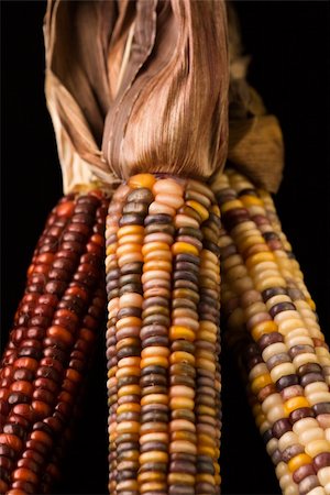 Three multicolored ears of Indian corn. Fotografie stock - Microstock e Abbonamento, Codice: 400-04953736