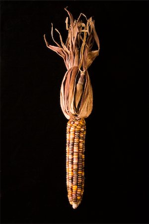 Ear of multicolored Indian corn against black background. Fotografie stock - Microstock e Abbonamento, Codice: 400-04953737