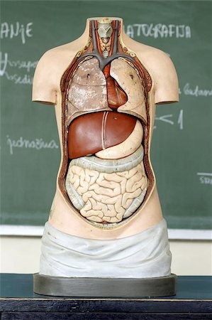 school trip - medical Mannequin in classroom Photographie de stock - Aubaine LD & Abonnement, Code: 400-04964044