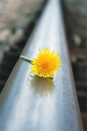 flower on the rail Photographie de stock - Aubaine LD & Abonnement, Code: 400-04964386