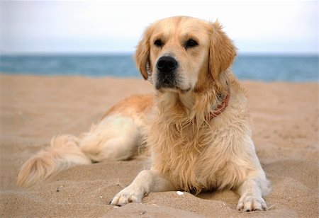 dog on the beach - golden retriever, a full-length portrait Stock Photo - Budget Royalty-Free & Subscription, Code: 400-04964513