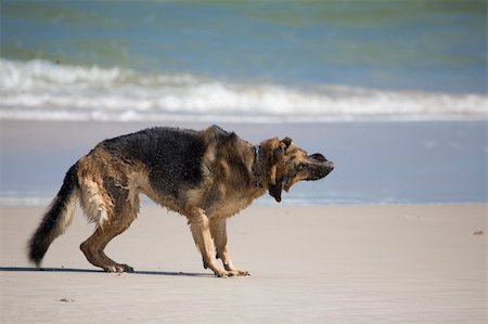 dog german shepherd play on the beach Foto de stock - Super Valor sin royalties y Suscripción, Código: 400-04964804