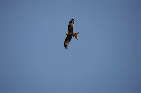 Merlin falcon in flight Photographie de stock - Aubaine LD & Abonnement, Code: 400-04964840