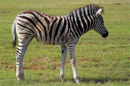 simsearch:400-04348140,k - Zebra fawn on the grass plains of Africa Foto de stock - Royalty-Free Super Valor e Assinatura, Número: 400-04965292