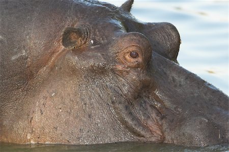 stream body of water - Close up shot of a hippo's head Stock Photo - Budget Royalty-Free & Subscription, Code: 400-04965366