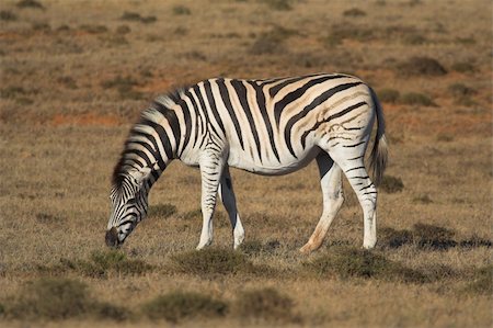 simsearch:400-04432206,k - Zebra Feeding on the grass plains of Africa Stock Photo - Budget Royalty-Free & Subscription, Code: 400-04965368