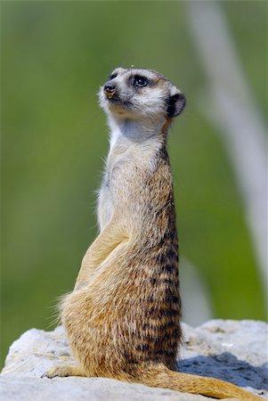 simsearch:400-04375895,k - small african mammal suricate standing on guard Stock Photo - Budget Royalty-Free & Subscription, Code: 400-04965430