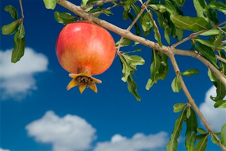 pomegranate on branch Photographie de stock - Aubaine LD & Abonnement, Code: 400-04965480