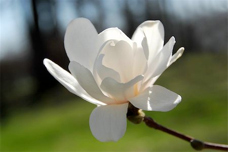 Backlit magnolia flower closeup Stock Photo - Budget Royalty-Free & Subscription, Code: 400-04965709