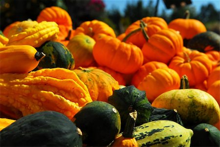 simsearch:400-07089027,k - Ornamental pumpkins on farmers market in the fall Stock Photo - Budget Royalty-Free & Subscription, Code: 400-04965774
