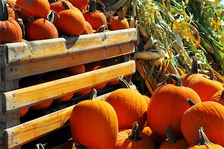 Orange pumpkins in wooden crate and dry corn at farmers market in the fall Stock Photo - Budget Royalty-Free & Subscription, Code: 400-04965775